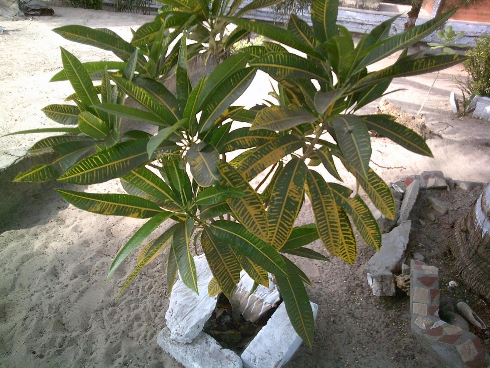 Mangrove Beach Sanyang Экстерьер фото
